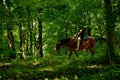 Horses rest under the saddle at a halt. Several bay horses are tied to a tree and stand in the shade under the trees. The horses, Royalty Free Stock Photo