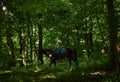 Horses rest under the saddle at a halt. Several bay horses are tied to a tree and stand in the shade under the trees. The horses, Royalty Free Stock Photo