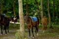 Horses rest under the saddle at a halt. Several bay horses are tied to a tree and stand in the shade under the trees. The horses, Royalty Free Stock Photo