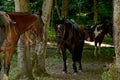 Horses rest under the saddle at a halt. Several bay horses are tied to a tree and stand in the shade under the trees. The horses,