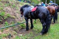 Horses resting during Brasov Juni parade