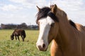 Horses Royalty Free Stock Photo
