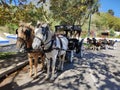 Horses resting in the shade. Horse Cart