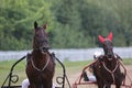 Horses and riders running at horse races