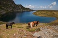 Horses by the Rila mountains lake