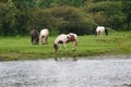 Horses by river