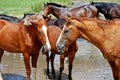 Horses at the river Royalty Free Stock Photo