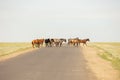 Horses are on the road. Behind the steppe landscape Royalty Free Stock Photo