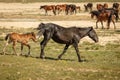 Horses are on the road. Behind the steppe landscape Royalty Free Stock Photo