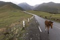 Horses on the road in Caucasus mountains Georgia near Kazbegi peak Royalty Free Stock Photo