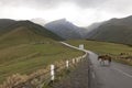 Horses on the road in Caucasus mountains Georgia near Kazbegi peak Royalty Free Stock Photo