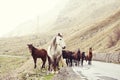 Horses on a road Royalty Free Stock Photo