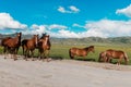 Horses are on the road. Behind the mountain landscape Royalty Free Stock Photo