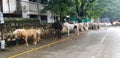 Horses on the Road