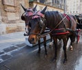 Horses on the road in Vienna, Austria capital city Royalty Free Stock Photo