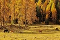 Horses roaming in Autumn Dolomites