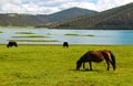 Horses roaming free at Shudu Lake at Shangri-la Royalty Free Stock Photo