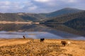 Horses roaming free at Shudu Lake at Shangri-la Royalty Free Stock Photo