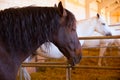 Horses in a row at cattle fair in Spain Royalty Free Stock Photo