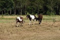 Horses in a row in a meadow