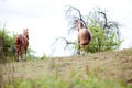 Horses run away back view from behind