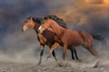 Horses run in desert Royalty Free Stock Photo