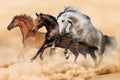 Horses run in dust Royalty Free Stock Photo