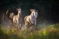 Horses run in dust Royalty Free Stock Photo