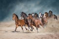 Horses run free on desert dust Royalty Free Stock Photo
