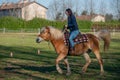 Horses run free Royalty Free Stock Photo