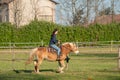 Horses run free Royalty Free Stock Photo