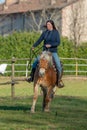 Horses run free Royalty Free Stock Photo