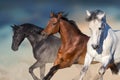 Horses portrait in motion Royalty Free Stock Photo