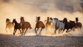Horses run gallop in dust Royalty Free Stock Photo