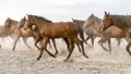 Horses run gallop in dust Royalty Free Stock Photo