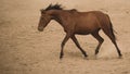 Horses run gallop in dust Royalty Free Stock Photo