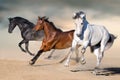 Horses run gallop Royalty Free Stock Photo