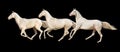 Horses run gallop isolated Royalty Free Stock Photo