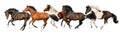 Horses run gallop isolated Royalty Free Stock Photo