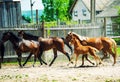 Horses run gallop in meadow Royalty Free Stock Photo