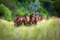 Hutsul horses herd Royalty Free Stock Photo