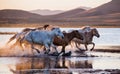 The horses run gallop in the water Royalty Free Stock Photo