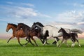 Horses run Royalty Free Stock Photo