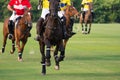 Horses run in horse Polo Sport.