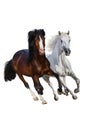 Horses run isolated Royalty Free Stock Photo