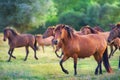 Horses run on meadow Royalty Free Stock Photo