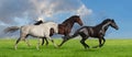 Horses run in pasture