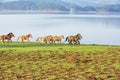 Horses run, Suoi Vang riverside