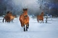 Horses run in winter field Royalty Free Stock Photo