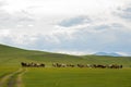 Horses Running across Mongolian Steppes